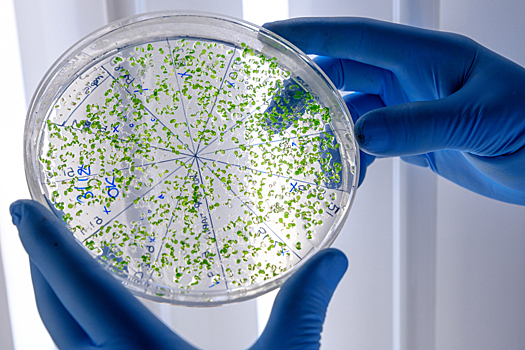 Rospotrebnadzor otvetil est li v rossii sluchai zavoza lihoradki chikungunja aff2fcf.jpg