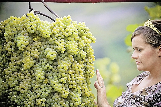 Pogoda mozhet povlijat na urozhaj belyh sortov vinograda v krymu 8b63382.jpg
