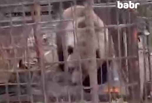Broshennoj v rossijskom zooparke medvedice mashe nashli novyj dom b451ca4.jpg