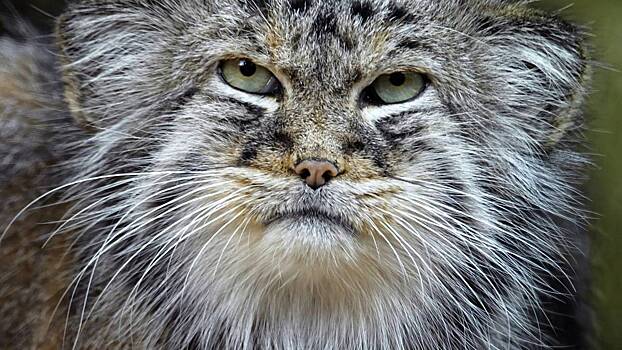 Iz novosibirskogo zooparka ischez odin manul 2cf3cb4.jpg